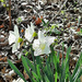 Daffodils by larrysphotos