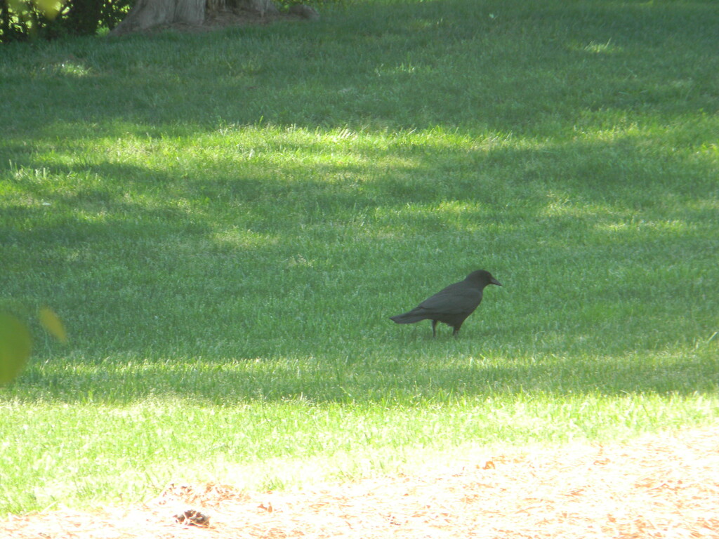 Crow in Veterans Memorial Park  by sfeldphotos