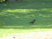 18th Apr 2023 - Crow in Veterans Memorial Park 