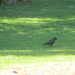 Crow in Veterans Memorial Park  by sfeldphotos