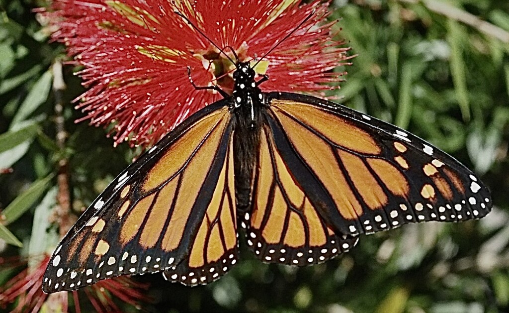 Monarch Butterfly though didn’t stay there long  by Dawn