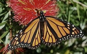 19th Apr 2023 - Monarch Butterfly though didn’t stay there long 