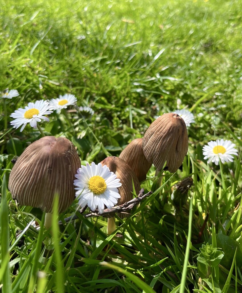 Mushrooms and daisies  by pattyblue