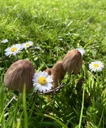 18th Apr 2023 - Mushrooms and daisies 