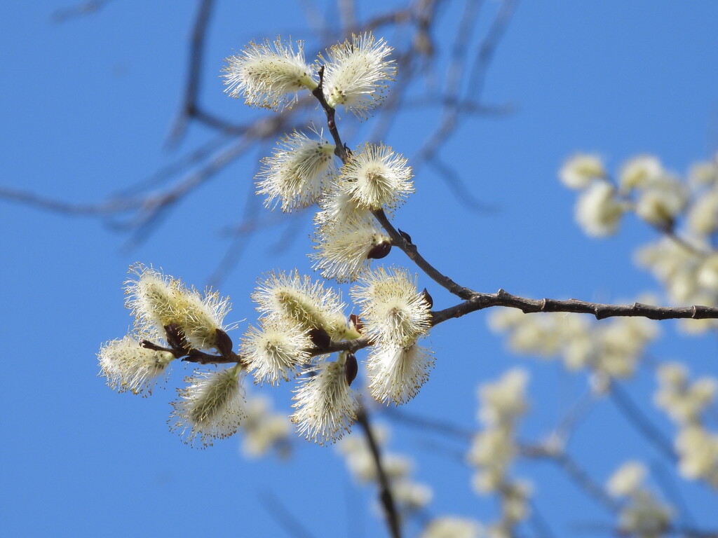 pussy willow… by amyk