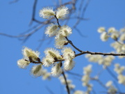 18th Apr 2023 - pussy willow…