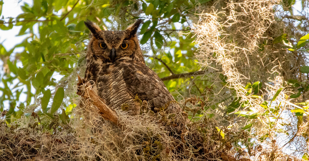 Great Horned Owl!! by rickster549