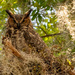 Great Horned Owl!! by rickster549