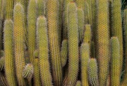 18th Apr 2023 - Cacti 