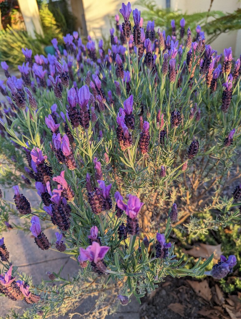 Lavender at Golden Hour by kathybc