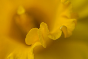 18th Apr 2023 - Daffodil