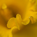 Daffodil by cdcook48
