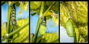 19th Apr 2023 - The forming of a Chrysalis