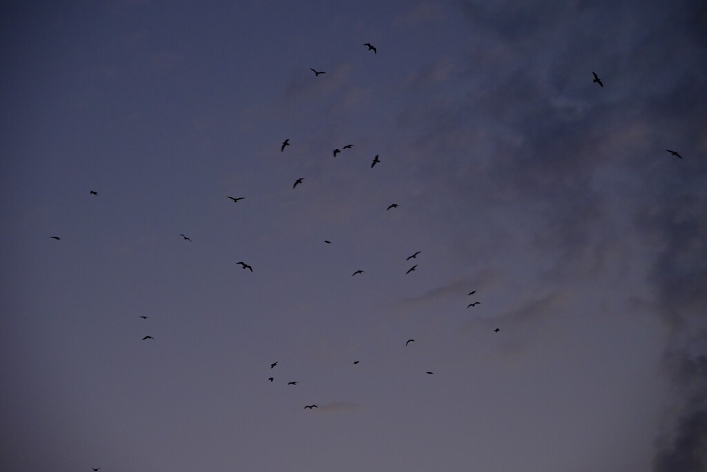 Flocking at Dawn by metzpah