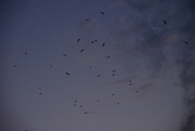 18th Apr 2023 - Flocking at Dawn