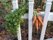 16th Apr 2023 - Carrot Harvest