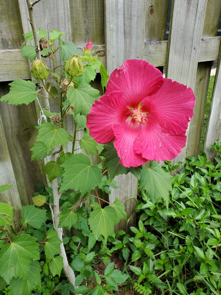 Hardy Hibiscus by mimiducky