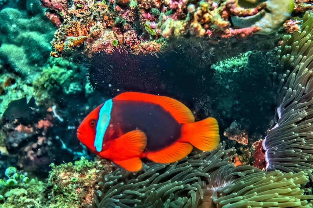 Anemone fish by pusspup