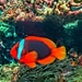 Anemone fish by pusspup