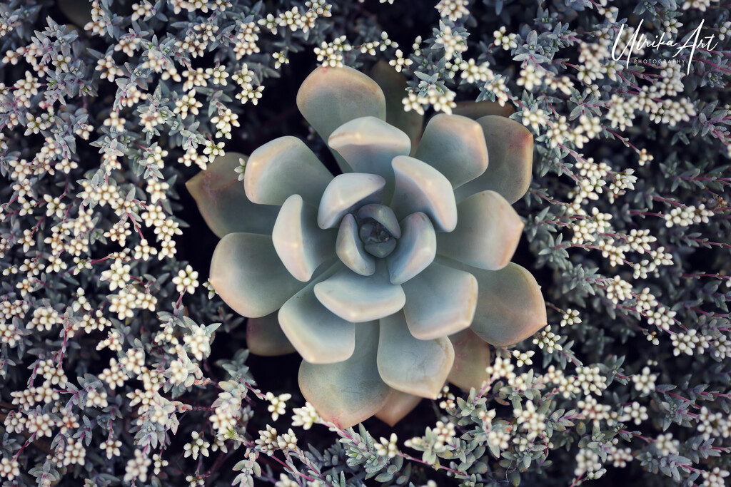 a succulent by ulla
