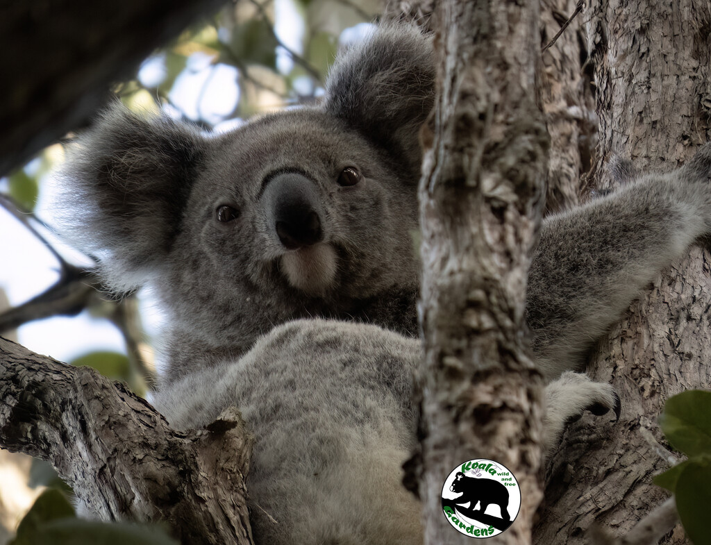 home tree by koalagardens