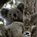 home tree by koalagardens