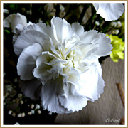 19th Apr 2023 - White Carnation, 