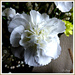 White Carnation,  by beryl