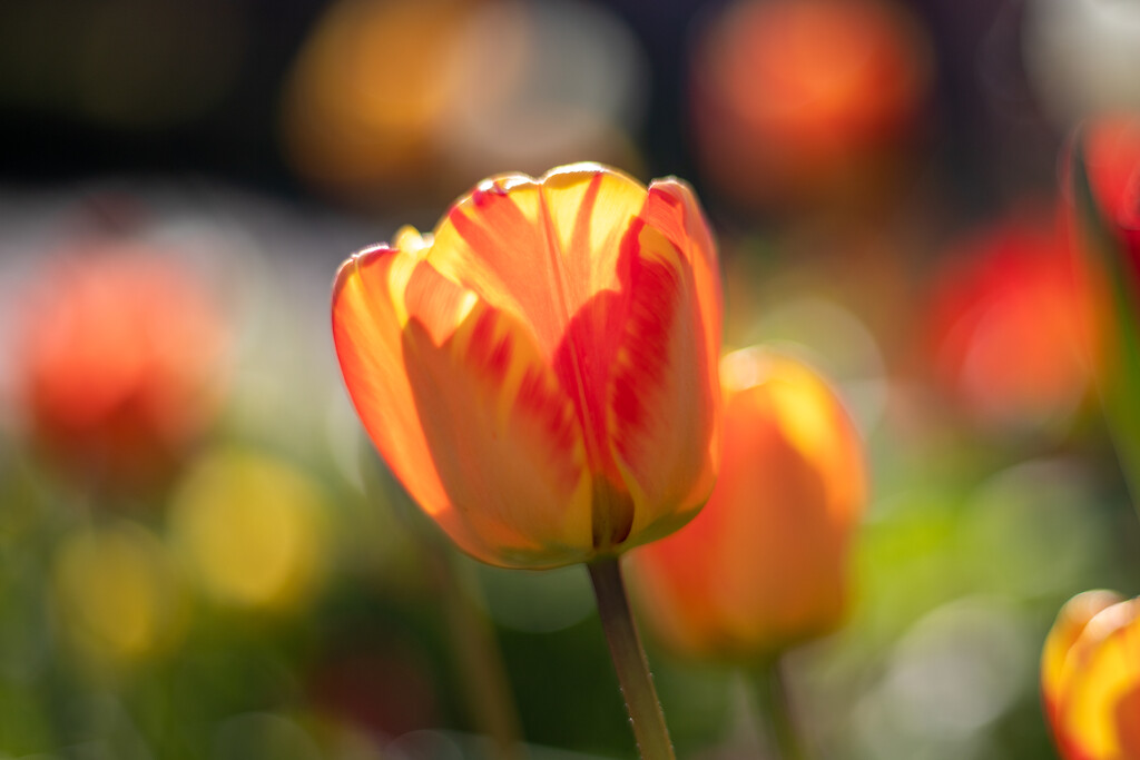 Backlit Tulip by phil_sandford