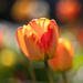 Backlit Tulip by phil_sandford