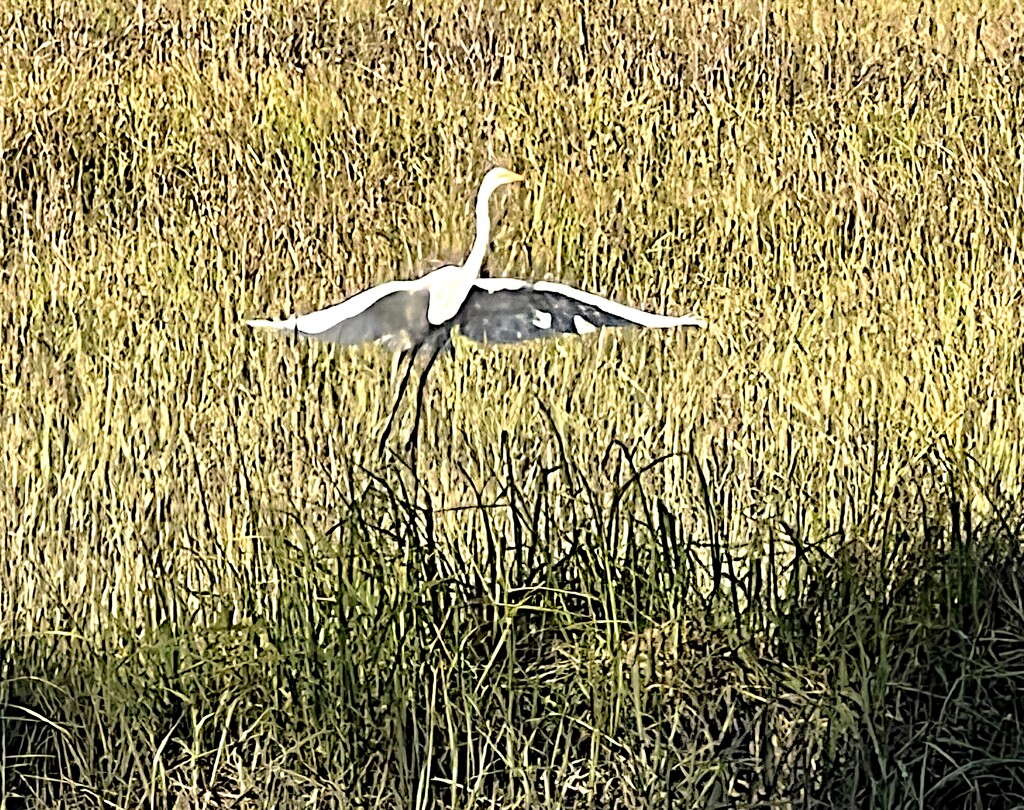 Great white heron by congaree