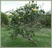 19th Apr 2023 - Do lemon trees have ears?