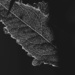 107 - Sunlight through leaf by nannasgotitgoingon