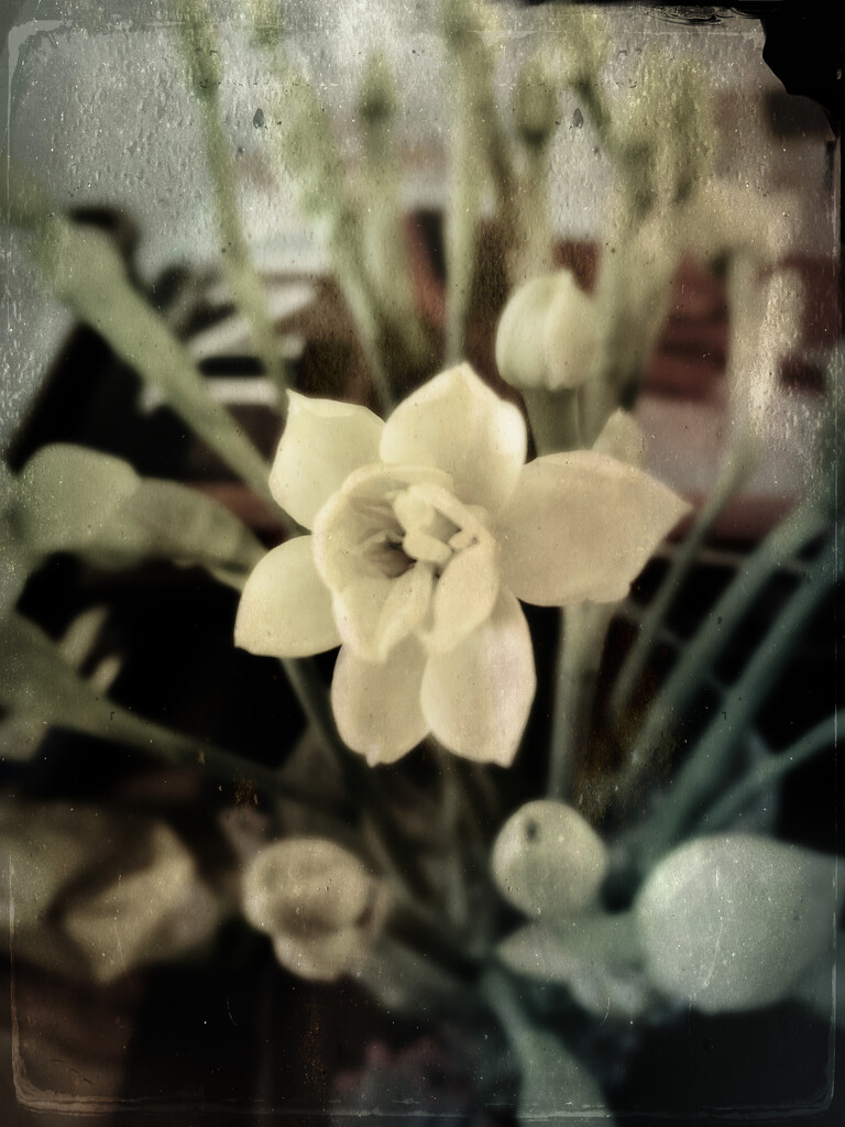 Daffodil  by philm666