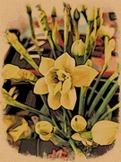 24th Mar 2023 - Daffodils 