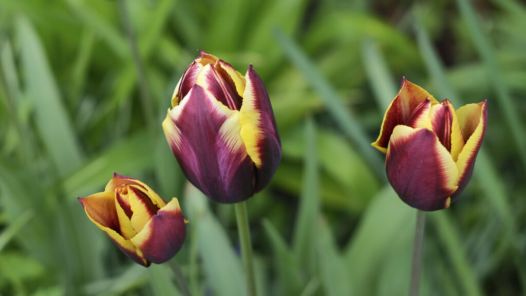 tulips 3 by kametty