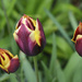 tulips 3 by kametty