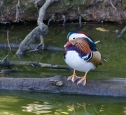 26th Mar 2023 - Mandarin Duck (male, Aix galericulata)