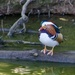 Mandarin Duck (male, Aix galericulata) by philm666