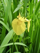 30th Mar 2023 - Yellow Iris