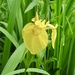 Yellow Iris by philm666