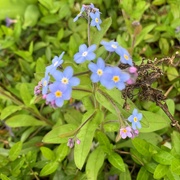 4th Apr 2023 - Forget-me-not