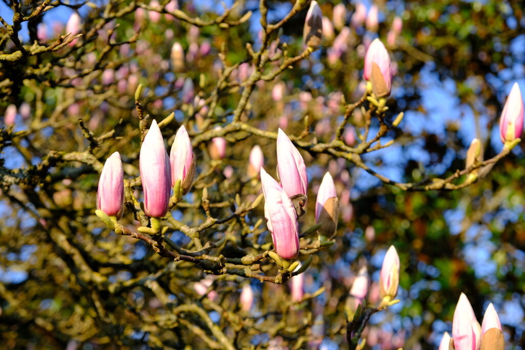 Magnolia Flower Buds by philm666