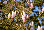 6th Apr 2023 - Magnolia Flower Buds
