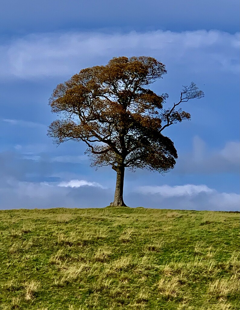 Lone Tree by philm666