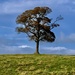 Lone Tree by philm666