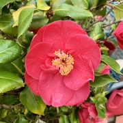 11th Apr 2023 - Camellia