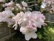 12th Apr 2023 - Cherry Blossom