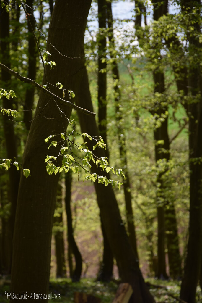Spring in the woods by parisouailleurs