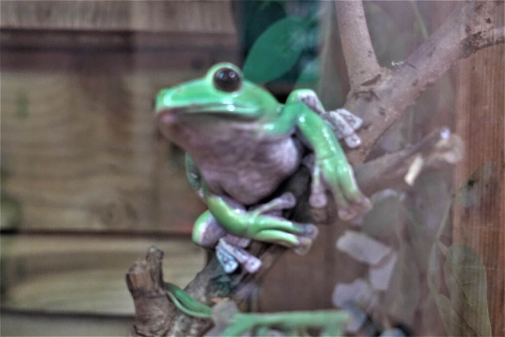 The little green frog by jenbo
